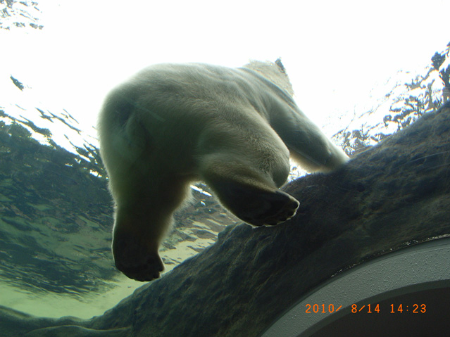 シロクマ5日本平動物園ロッシー2010｜ホッキョクグマと三角コーン